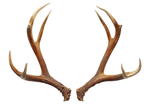 Deer Antlers, Isolated on White photo