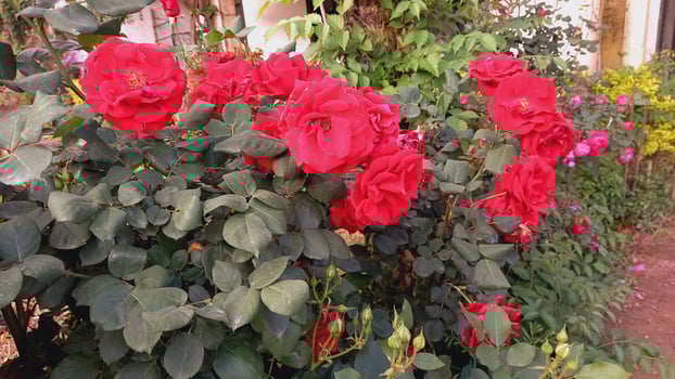 Blooms of Elegance, A Stunning Collection of Enchanting Rose Flowers From My Garden photo