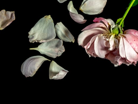 The wounded petals of a withering Plume rose photo