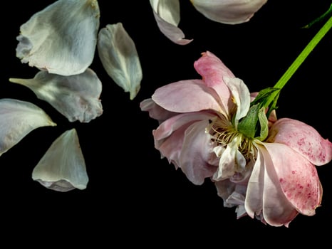 The wounded petals of a withering Plume rose photo