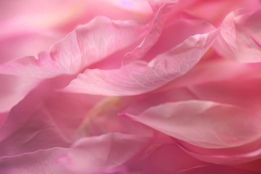 Delicate pink rose petals creating a soft and romantic background photo