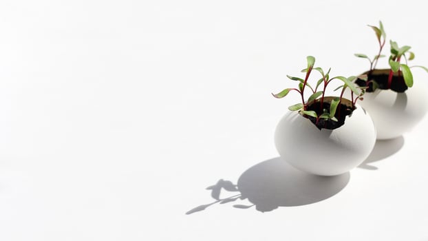 young fresh greens in a egg shell photo