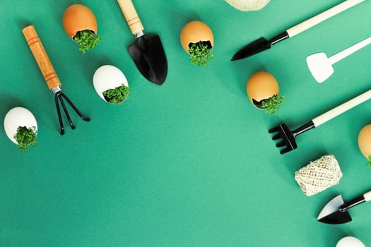 planting seedlings in eggshells and growing useful micro-greenery at home photo