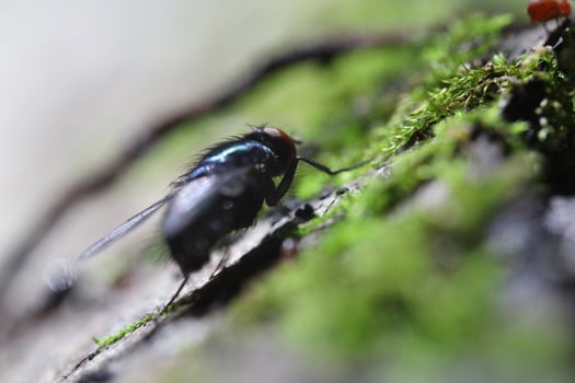 A fly on a moss covered tree, summer insects photo