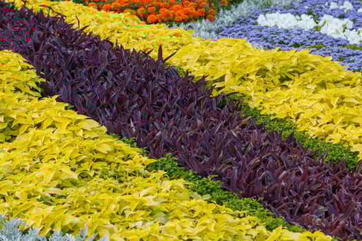 beautiful multi-colored flower beds of flowers photo