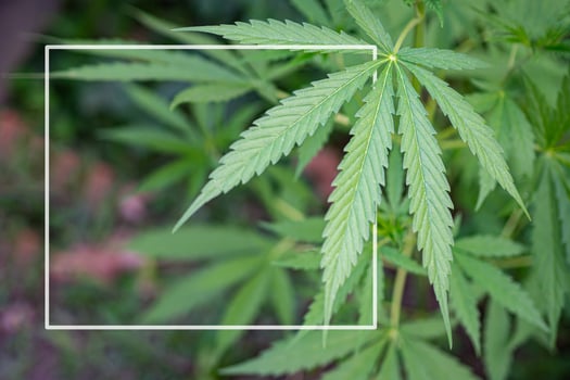 Fresh green cannabis leaf medicinal plant. Growing organic cannabis herb on the farm. Close-up young hemp with white frame. Textured marijuana leaves. Marijuana plantation for medical concept photo