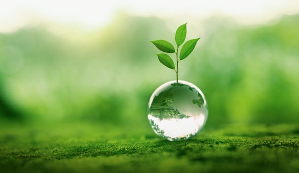 small plant is growing in a clear glass ball photo