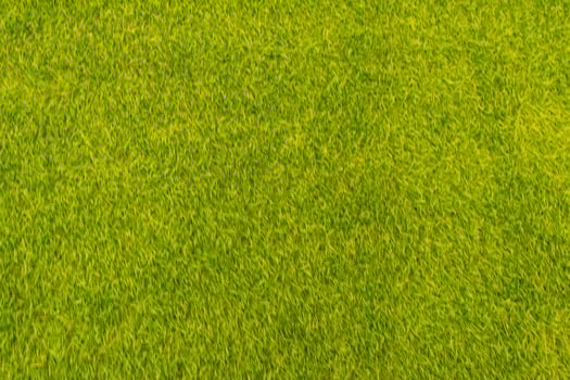 blurred background Lots of small green leaves in Top View look beautiful and unusual as nature background with bright green color and copy space for inserting text for advertisement. photo