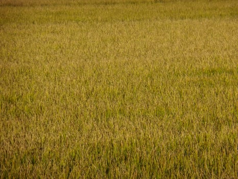 meadow or rice fields that are turning golden in color and are ready to harvest more for food and cultivation in the rainy season. photo