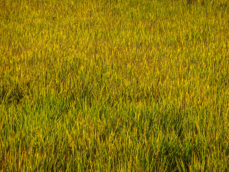 meadow or rice fields that are turning golden in color and are ready to harvest more for food and cultivation in the rainy season. photo