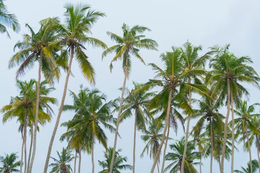 High palm trees against the blue sky. photo