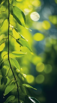 A close up of green leaves on a tree photo