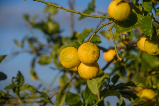 juicy lemons on branches in a garden in Cyprus in winter 6 photo