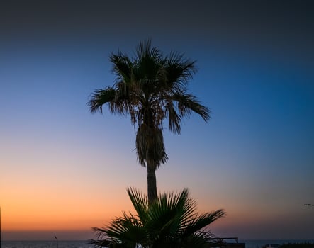 A tropical beach at sunset with palm trees silhouetted against the fiery sky photo