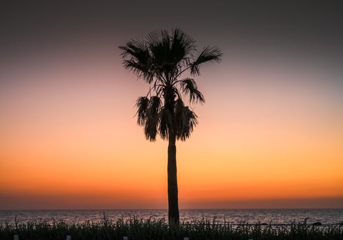Palm tree outlines against sunset sky photo