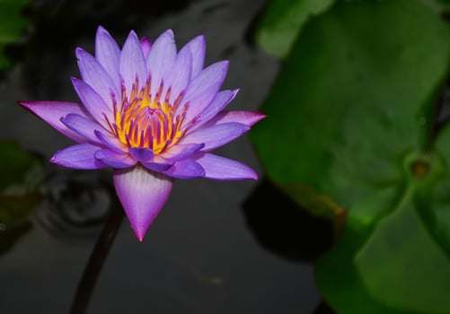 blue water lily flower photo