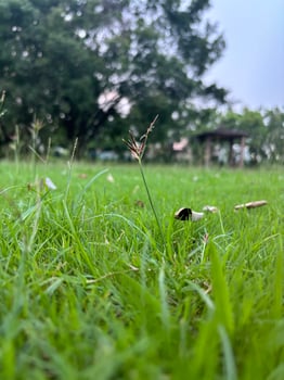 A Single Blade of Grass with a Delicate Flower photo