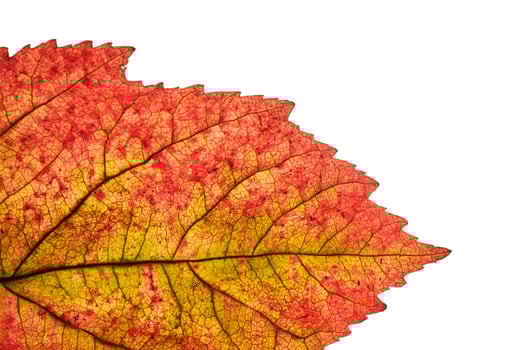 Abstract autumn leaf texture on white isolated background. Macro. photo