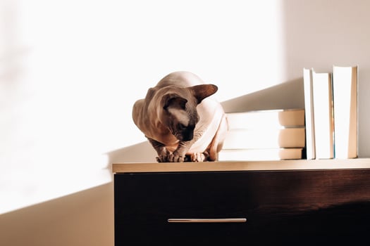 A bald cat of the Canadian Sphynx breed. photo