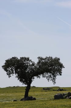 A young holm oak stands tall amidst the blooming spring fields of Alentejo, Portugal, bathed in sunlight and surrounded by vibrant wildflowers. photo