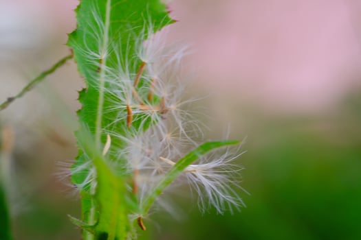 Closeup shot of a dandelion seed stuck in a leaf. Textured Details of beautiful and exotic Plants in the wild. Graphic Resources. Botanical Photography. Blooming Flowers. Blossom, Flora, Botany. photo