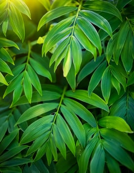 Nature of green leaf in garden at summer. Natural green leaves plants using as spring background cover page greenery environment ecology lime green wallpaper. photo