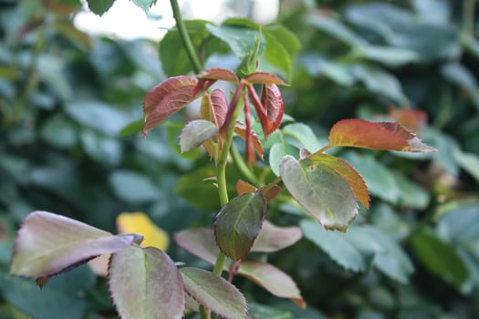 Lush fresh Rose green leaves photo