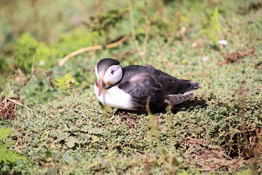A close up of an Atlantic Puffin photo