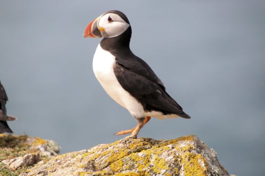 A close up of an Atlantic Puffin photo