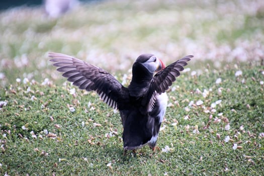A close up of an Atlantic Puffin photo