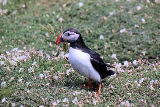 A close up of an Atlantic Puffin photo