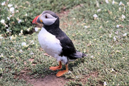 A close up of an Atlantic Puffin photo