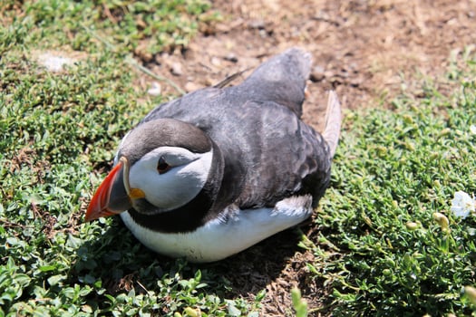 A close up of an Atlantic Puffin photo