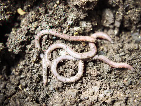 earthworm in soil for planting ang hand holding them photo