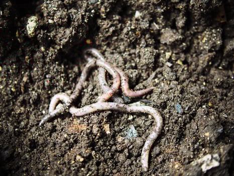 earthworm in soil for planting ang hand holding them photo