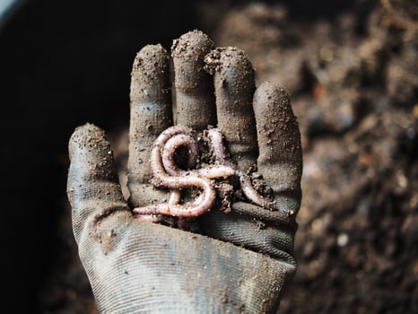 earthworm in soil for planting ang hand holding them photo