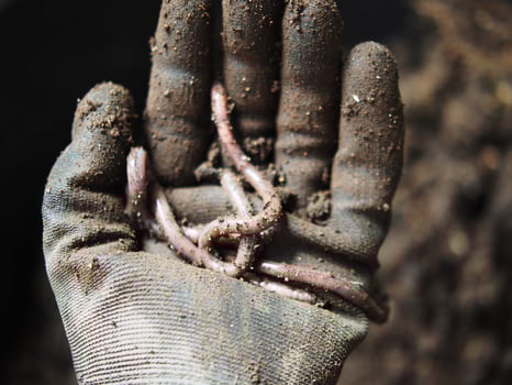 earthworm in soil for planting ang hand holding them photo