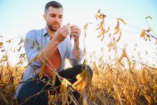 Agronomist inspects soybean crop in agricultural field - Agro concept - farmer in soybean plantation on farm. photo