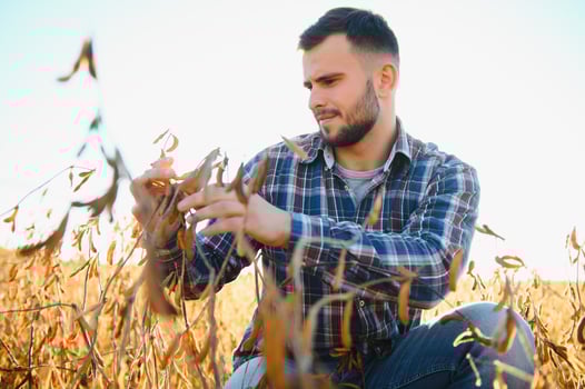 Agronomist inspecting soya bean crops growing in the farm field. Agriculture production concept. young agronomist examines soybean crop on field in summer. Farmer on soybean field. photo