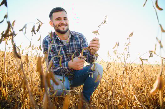 Agronomist inspects soybean crop in agricultural field - Agro concept - farmer in soybean plantation on farm. photo
