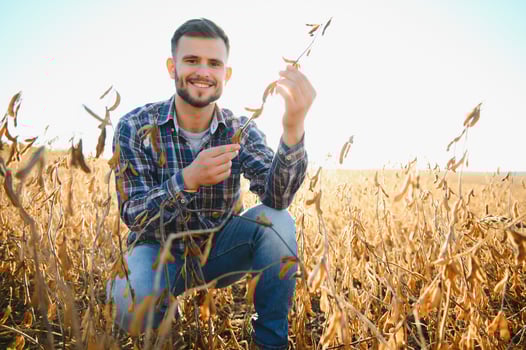 A farmer inspects a soybean field. The concept of the harvest photo