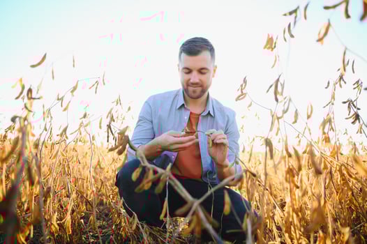 A farmer inspects a soybean field. The concept of the harvest photo