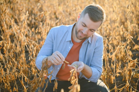A farmer inspects a soybean field. The concept of the harvest photo