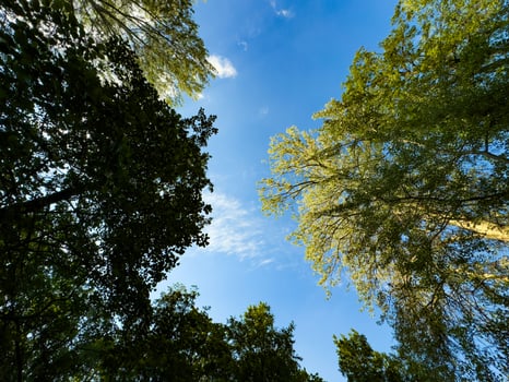 A stunning view looking up at the lush green canopy of trees set against a bright blue sky. Perfect for themes of nature, tranquility, and the beauty of the outdoors photo