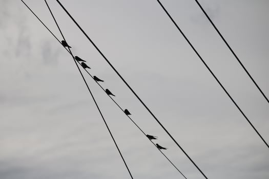 A Flock Of Birds Are Sitting On Power Lines Against A Cloudy Sky photo