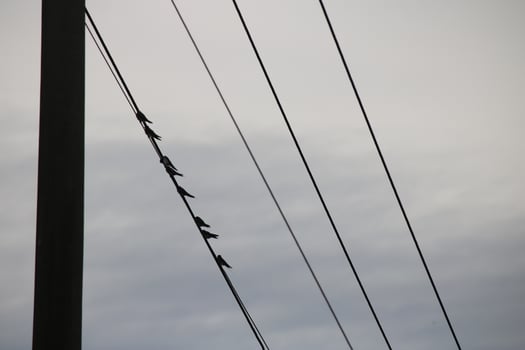 A Flock Of Birds Are Sitting On Power Lines Against A Cloudy Sky photo