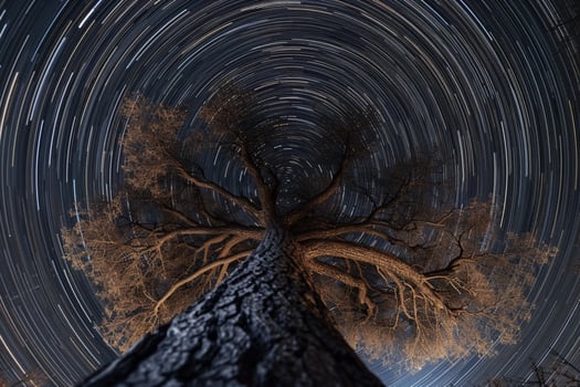 Tree with Star Trail in the Sky Background photo