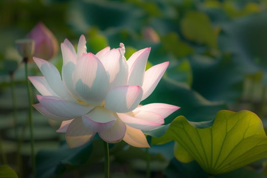 Lotus Flower Lotus Flower Lotus Flower Lotus Flower Lotus Flower Background photo