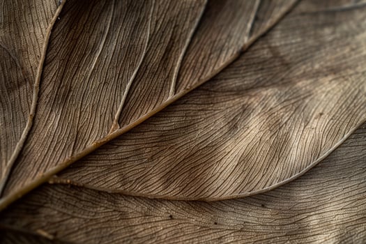 Closeup of a Leaf with Brown Veins Background photo