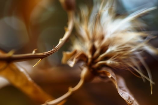 Closeup of a Dried Plant with Brown Leaves Background photo
